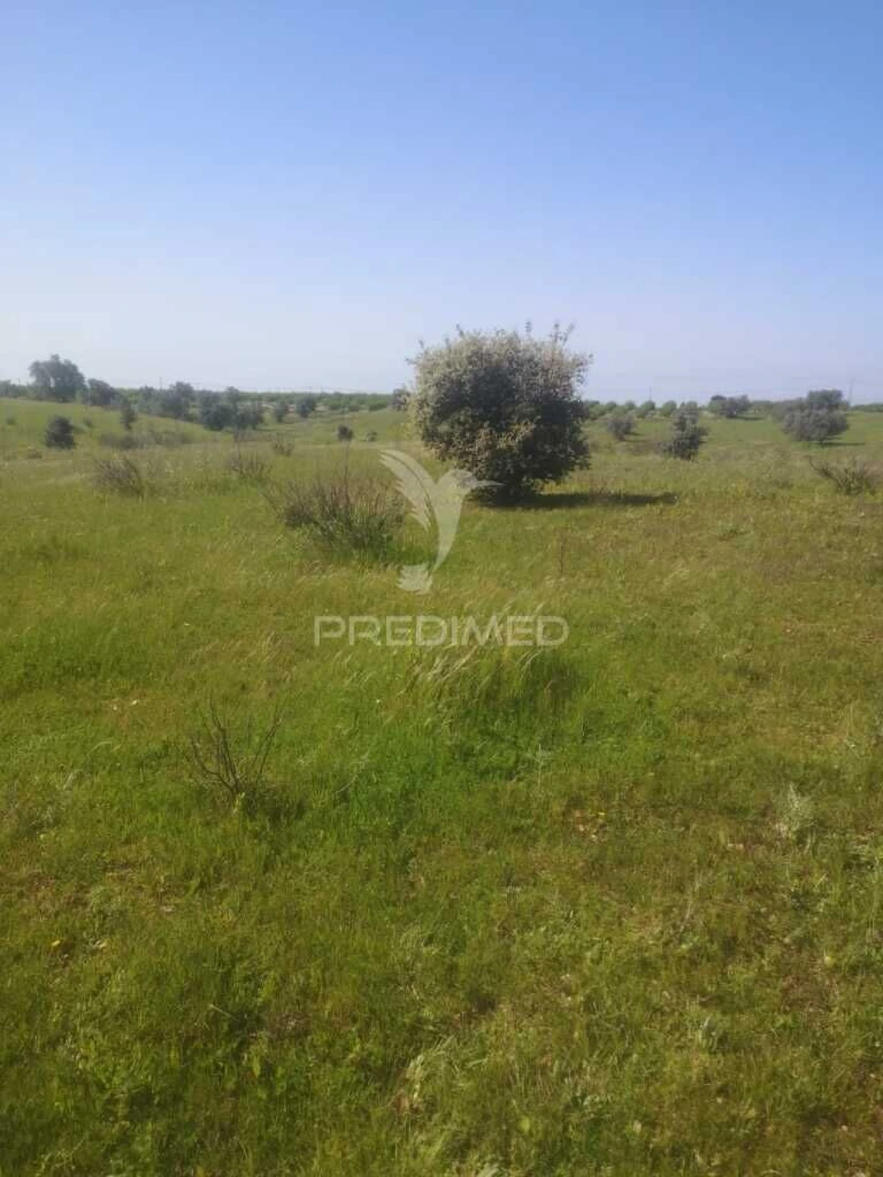 Terreno para Venda em Ferreira do Alentejo e Canhestros Foto 11