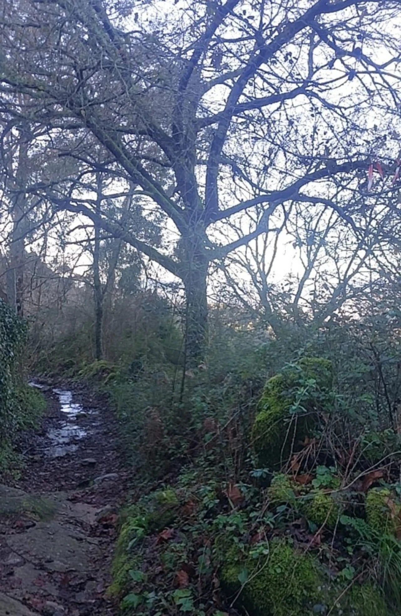Terreno para Venda em Caldelas, Sequeiros e Paranhos Foto 5
