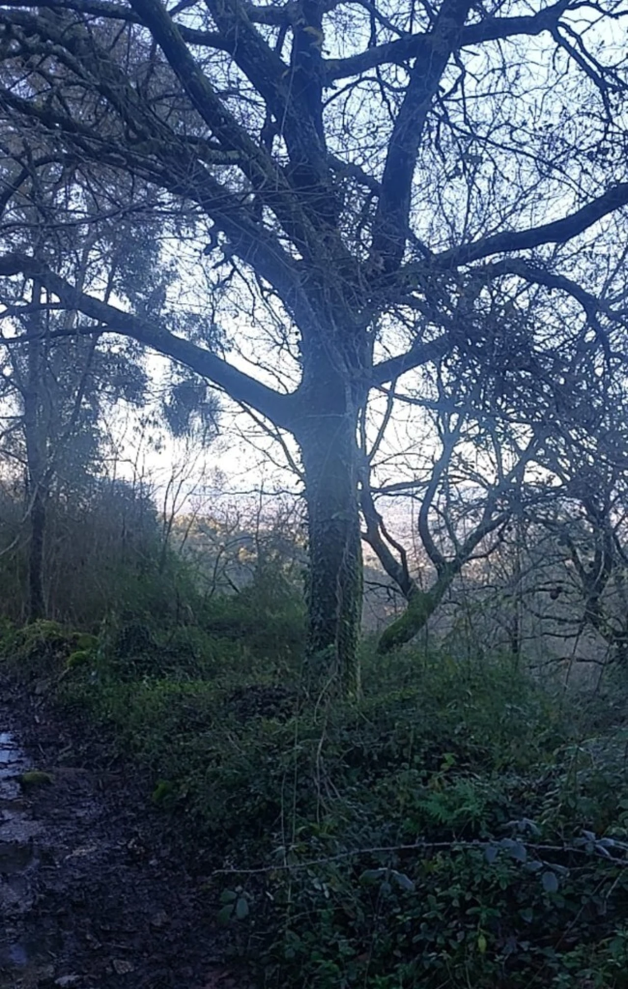 Terreno para Venda em Caldelas, Sequeiros e Paranhos Foto 10