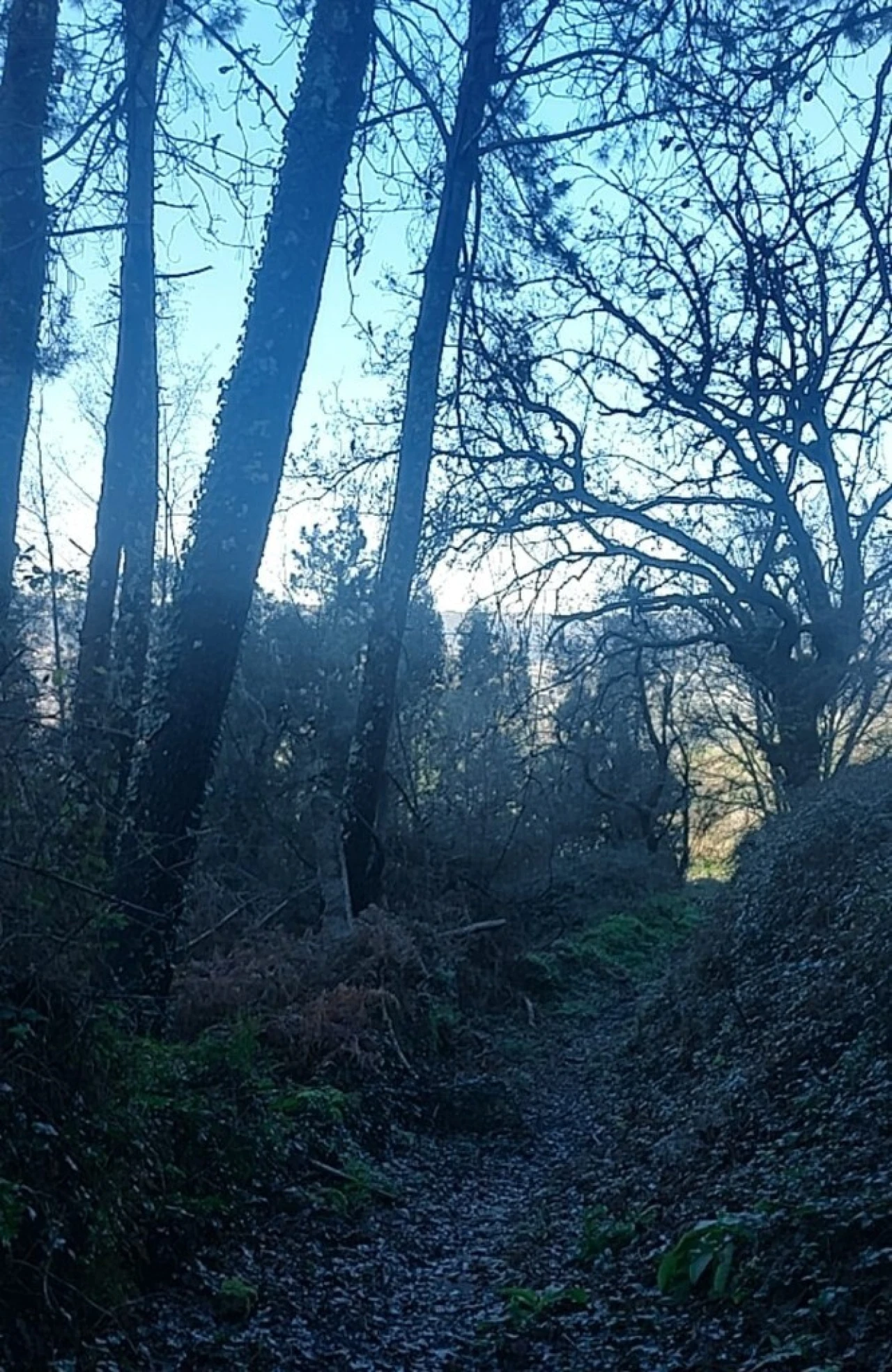 Terreno para Venda em Caldelas, Sequeiros e Paranhos Foto 11