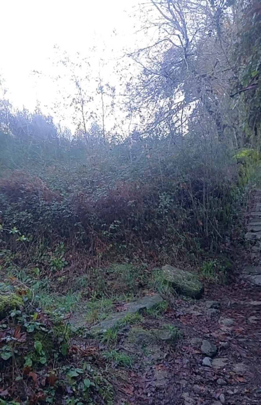Terreno para Venda em Caldelas, Sequeiros e Paranhos Foto 7