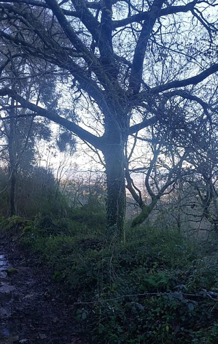 Terreno para Venda em Caldelas, Sequeiros e Paranhos Foto 10