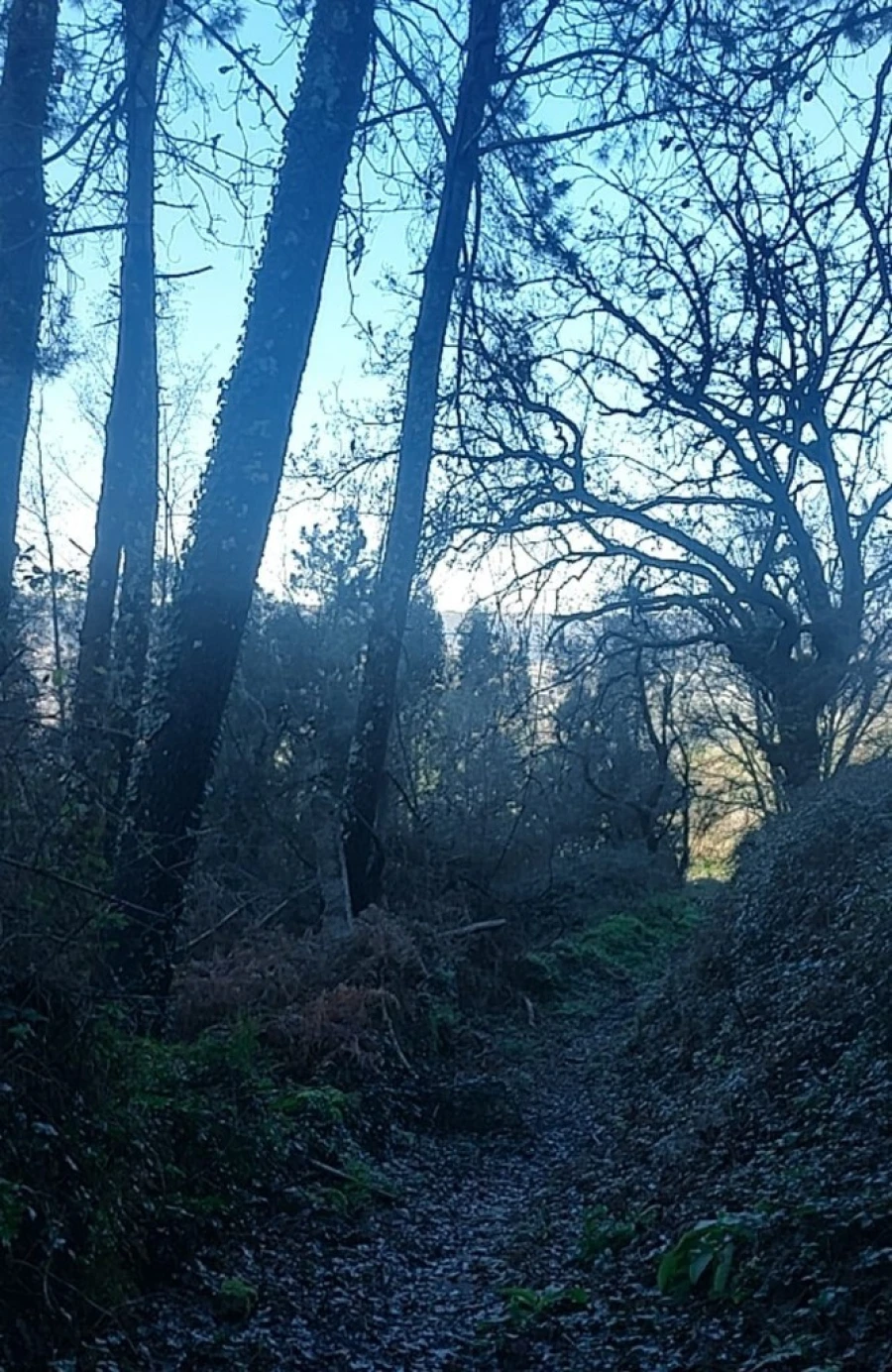 Terreno para Venda em Caldelas, Sequeiros e Paranhos Foto 11