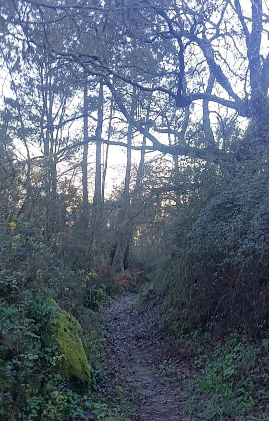 Terreno para Venda em Caldelas, Sequeiros e Paranhos Foto 6
