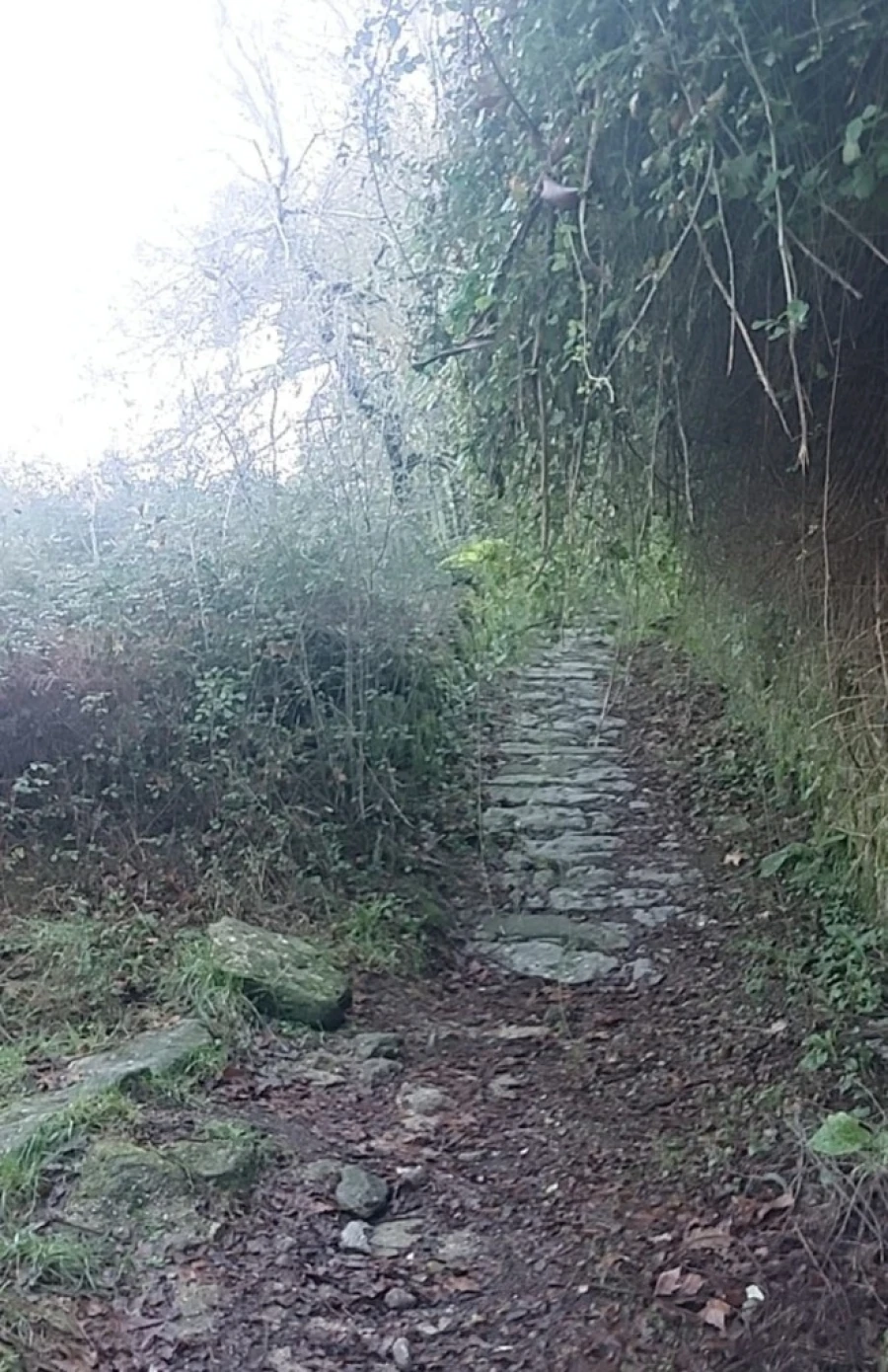 Terreno para Venda em Caldelas, Sequeiros e Paranhos Foto 8