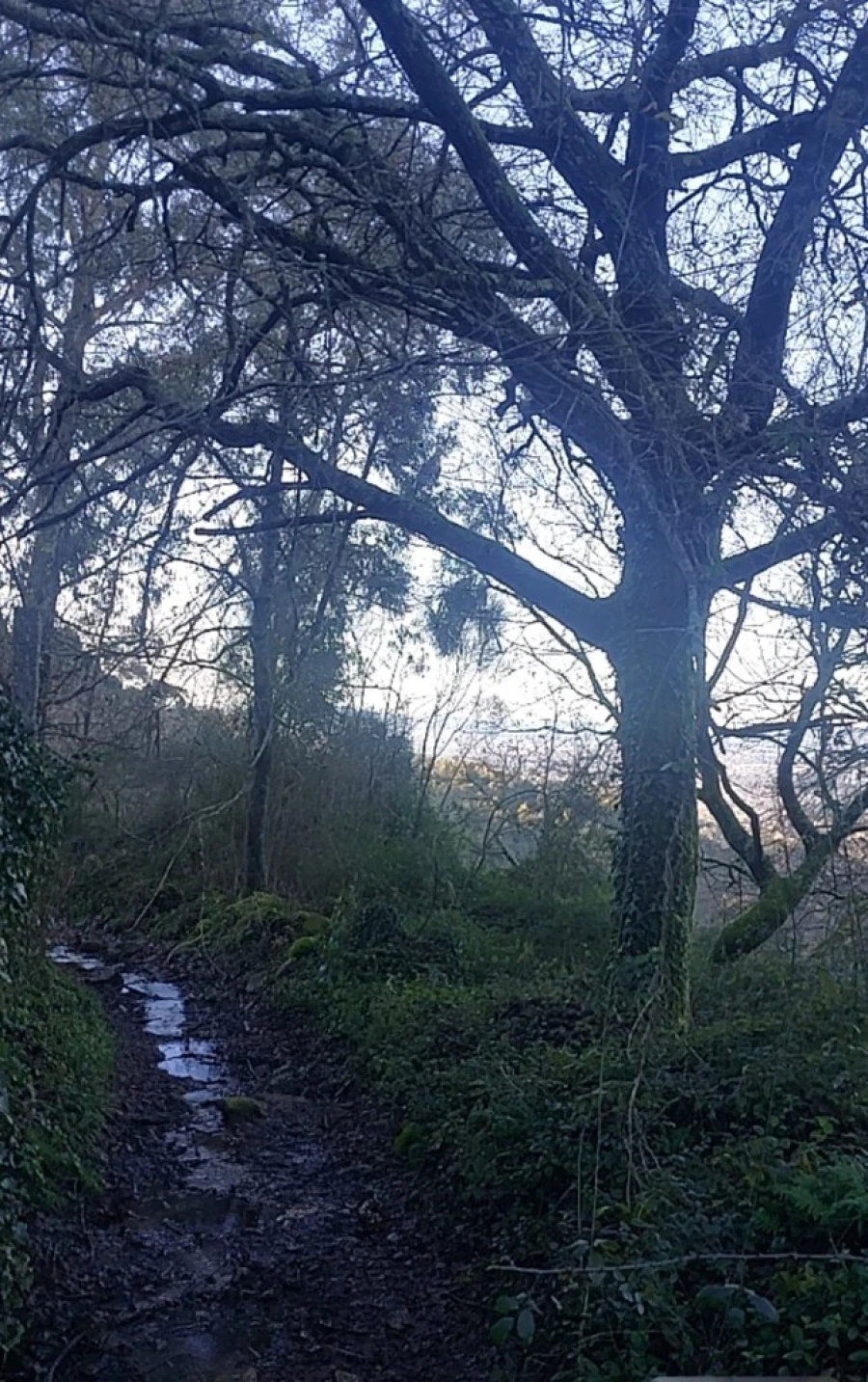 Terreno para Venda em Caldelas, Sequeiros e Paranhos Foto 9