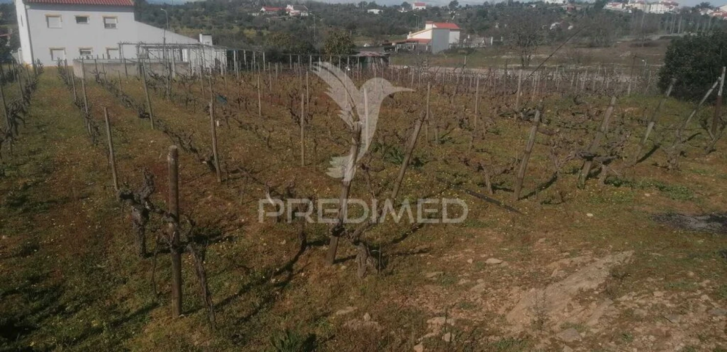 Terreno para Venda em Ribeira de Nisa e Carreiras Foto 5