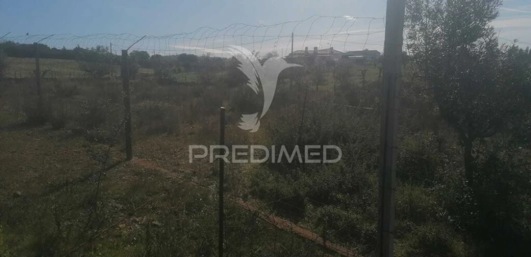 Terreno para Venda em Ribeira de Nisa e Carreiras Foto 3