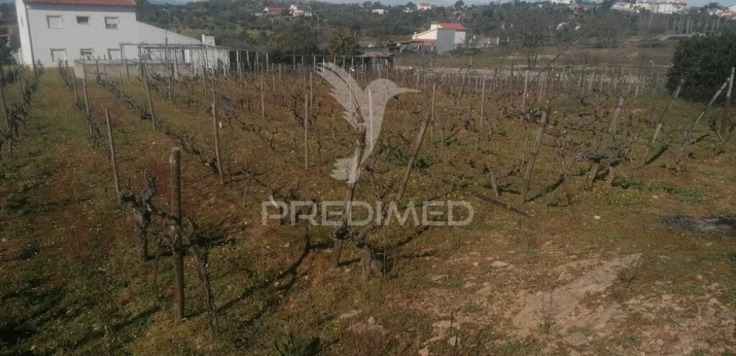 Terreno para Venda em Ribeira de Nisa e Carreiras Foto 5