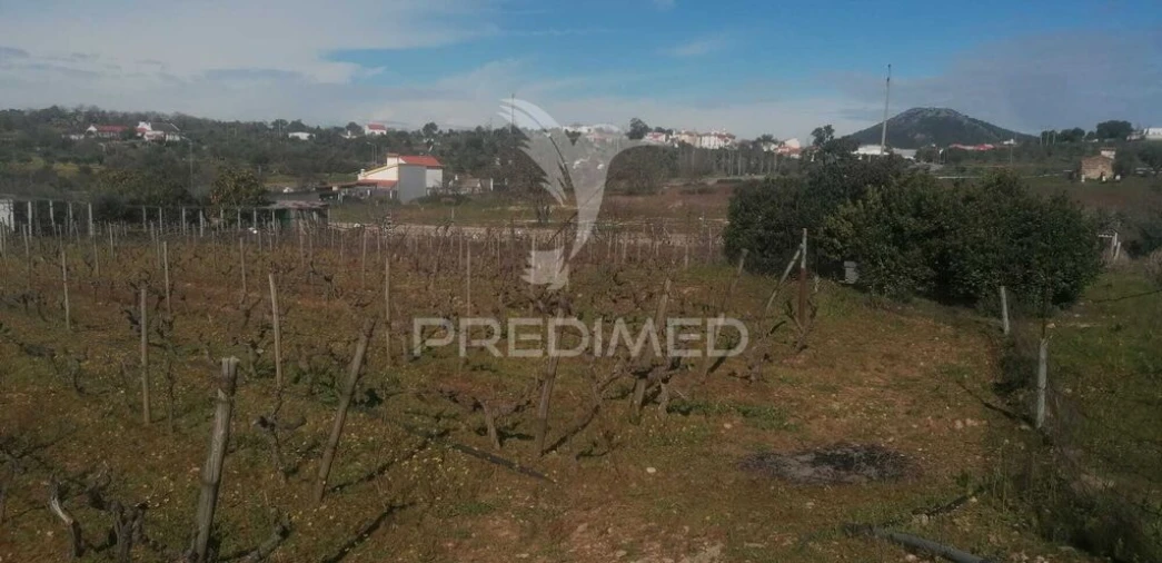 Terreno para Venda em Ribeira de Nisa e Carreiras Foto 4