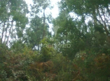 Terreno para Venda em Águeda e Borralha