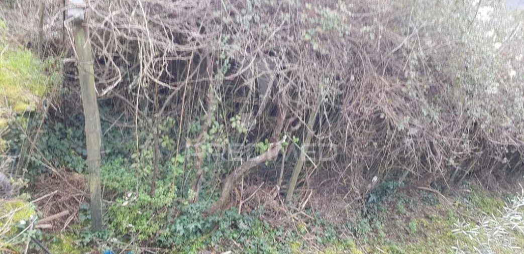 Terreno para Venda em Moura Morta e Vinhós Foto 2