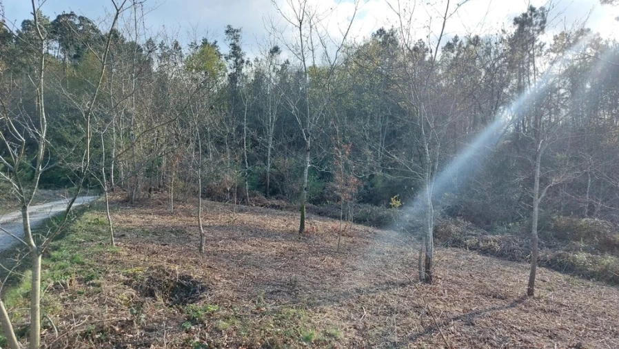 Terreno para Venda em Fiscal Foto 4