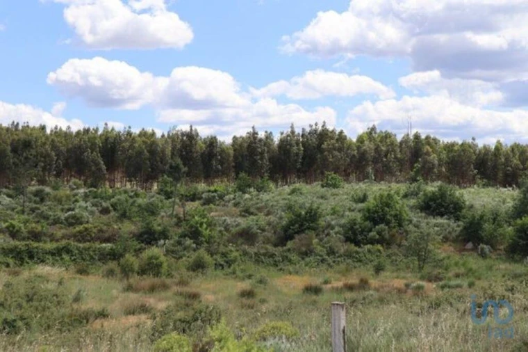 Terreno para Venda em Seixo da Beira Foto 14