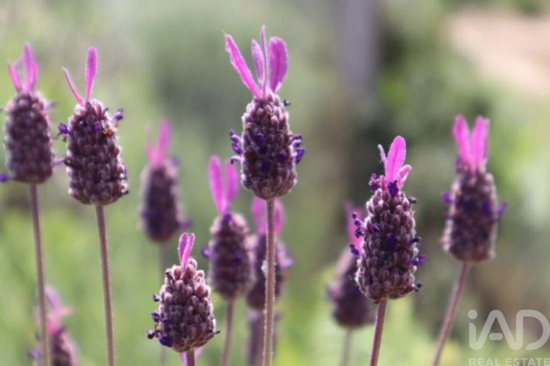 Terreno para Venda em Seixo da Beira Foto 23
