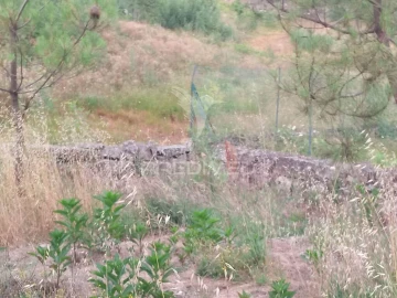 Terreno para Venda em Mangualde, Mesquitela e Cunha Alta