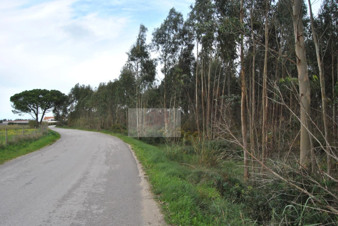 Terreno para Venda em Tornada e Salir do Porto Foto 5