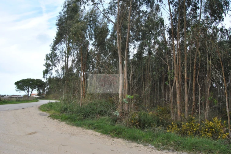 Terreno para Venda em Tornada e Salir do Porto Foto 4