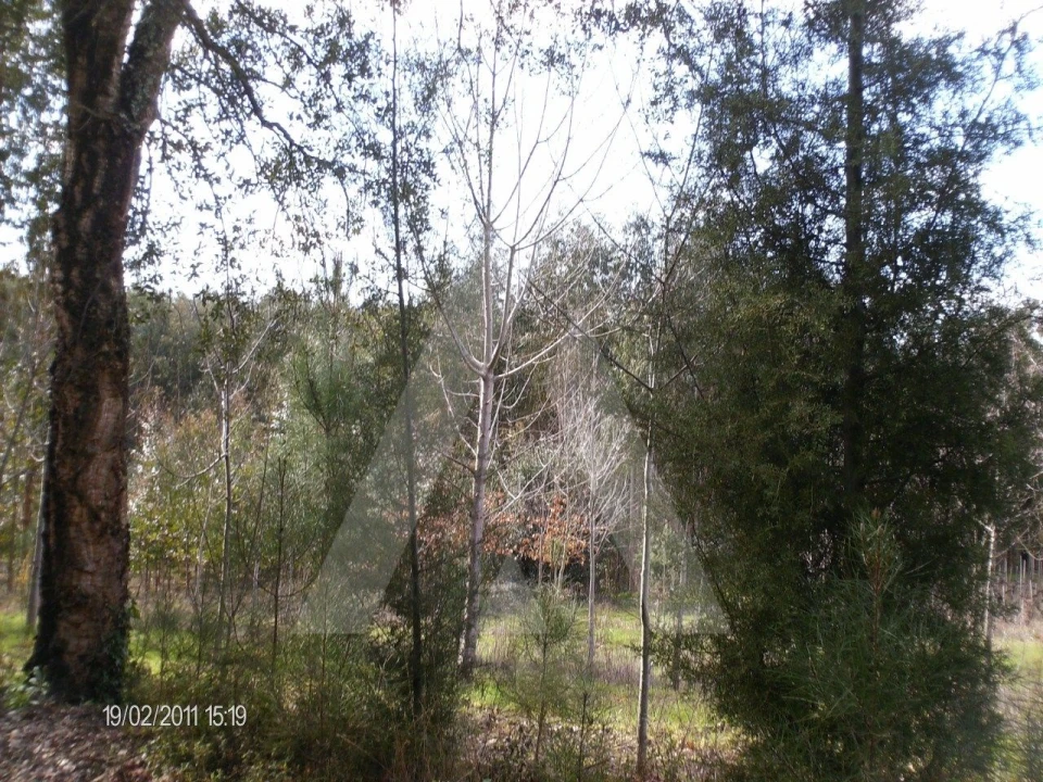 Terreno para Venda em Aguada de Cima Foto 3