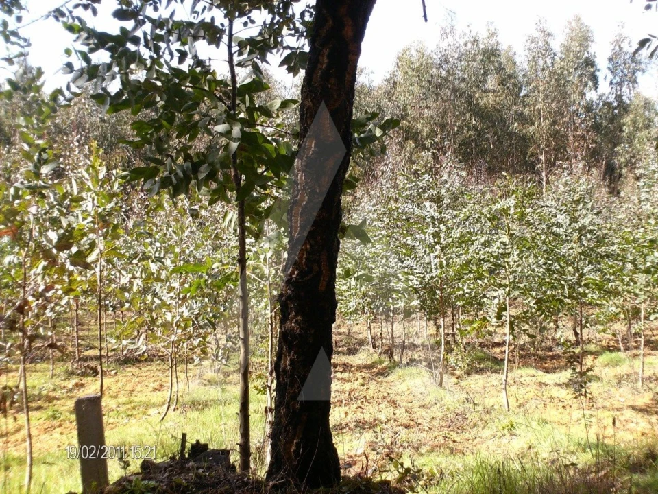 Terreno para Venda em Aguada de Cima Foto 5