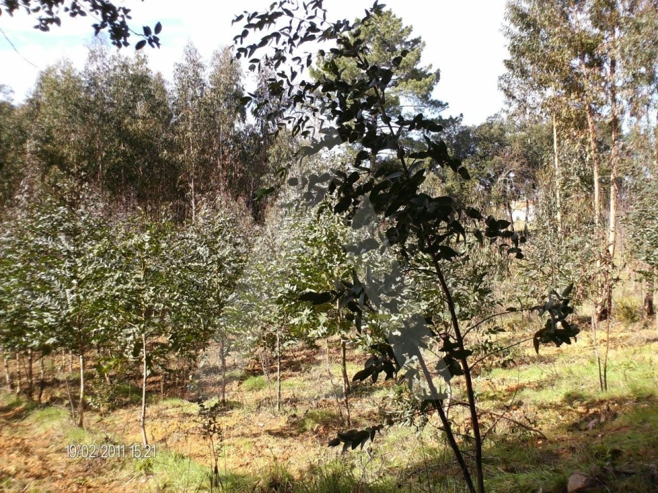 Terreno para Venda em Aguada de Cima Foto 6