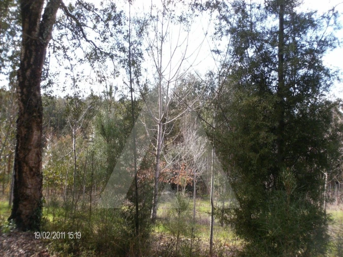 Terreno para Venda em Aguada de Cima Foto 3
