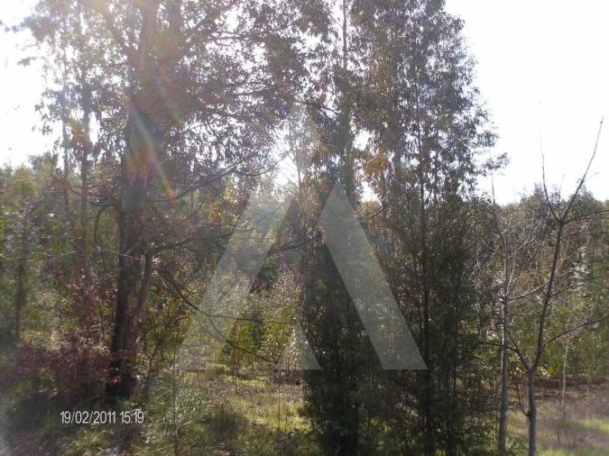 Terreno para Venda em Aguada de Cima Foto 4