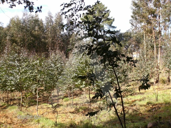 Terreno para Venda em Aguada de Cima Foto 6