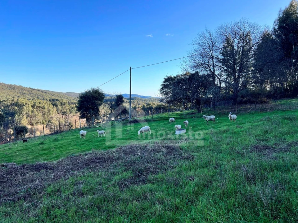 Quinta T6 para Venda em Figueiró dos Vinhos e Bairradas Foto 6