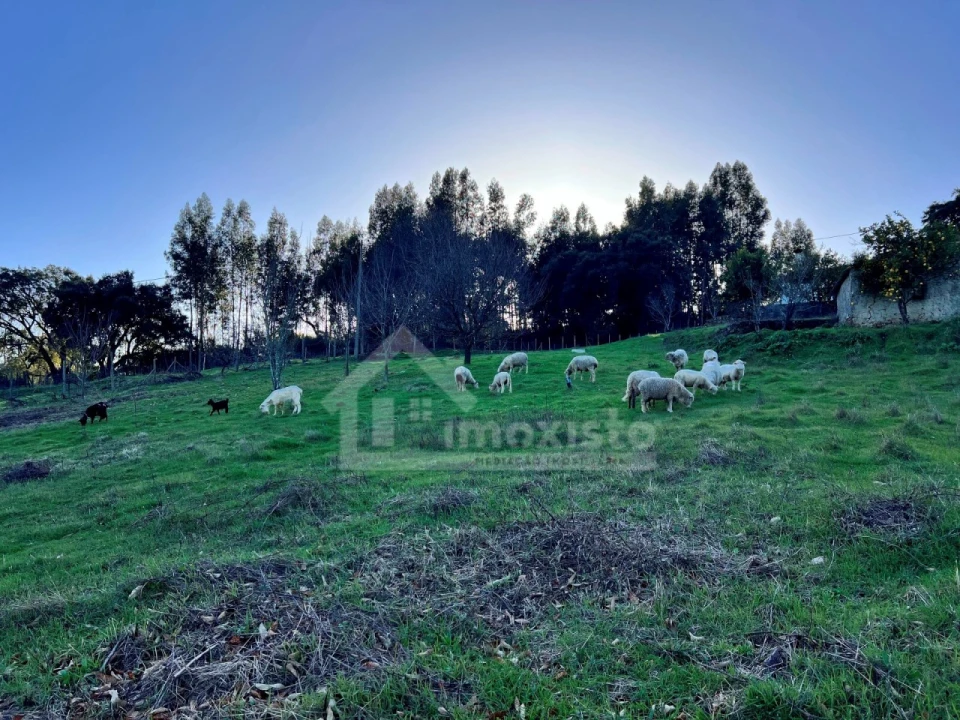 Quinta T6 para Venda em Figueiró dos Vinhos e Bairradas Foto 7