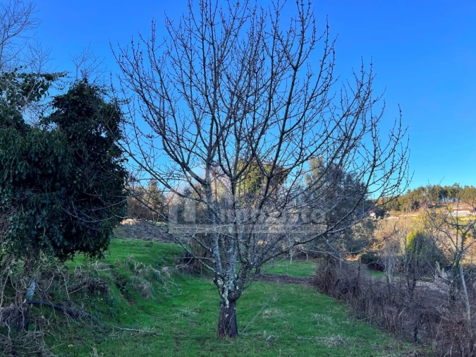 Quinta T6 para Venda em Figueiró dos Vinhos e Bairradas Foto 10