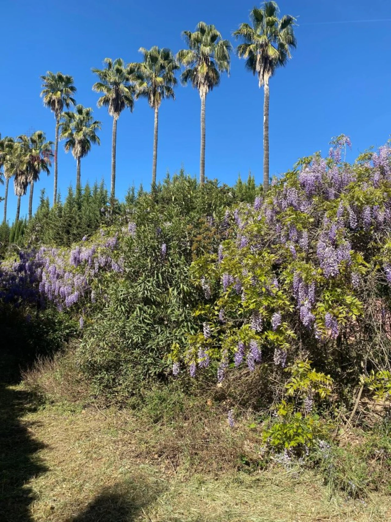 Moradia T8 para Venda em Assunção, Ajuda, Salvador e Santo Ildefonso Foto 83