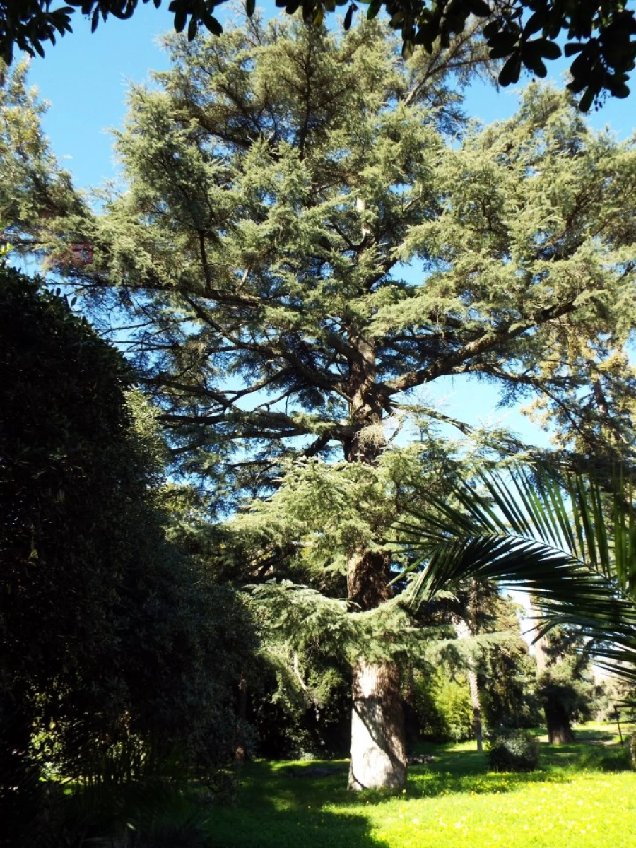 Moradia T8 para Venda em Assunção, Ajuda, Salvador e Santo Ildefonso Foto 72