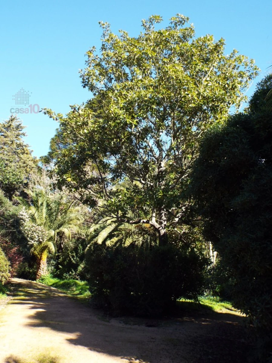 Moradia T8 para Venda em Assunção, Ajuda, Salvador e Santo Ildefonso Foto 82