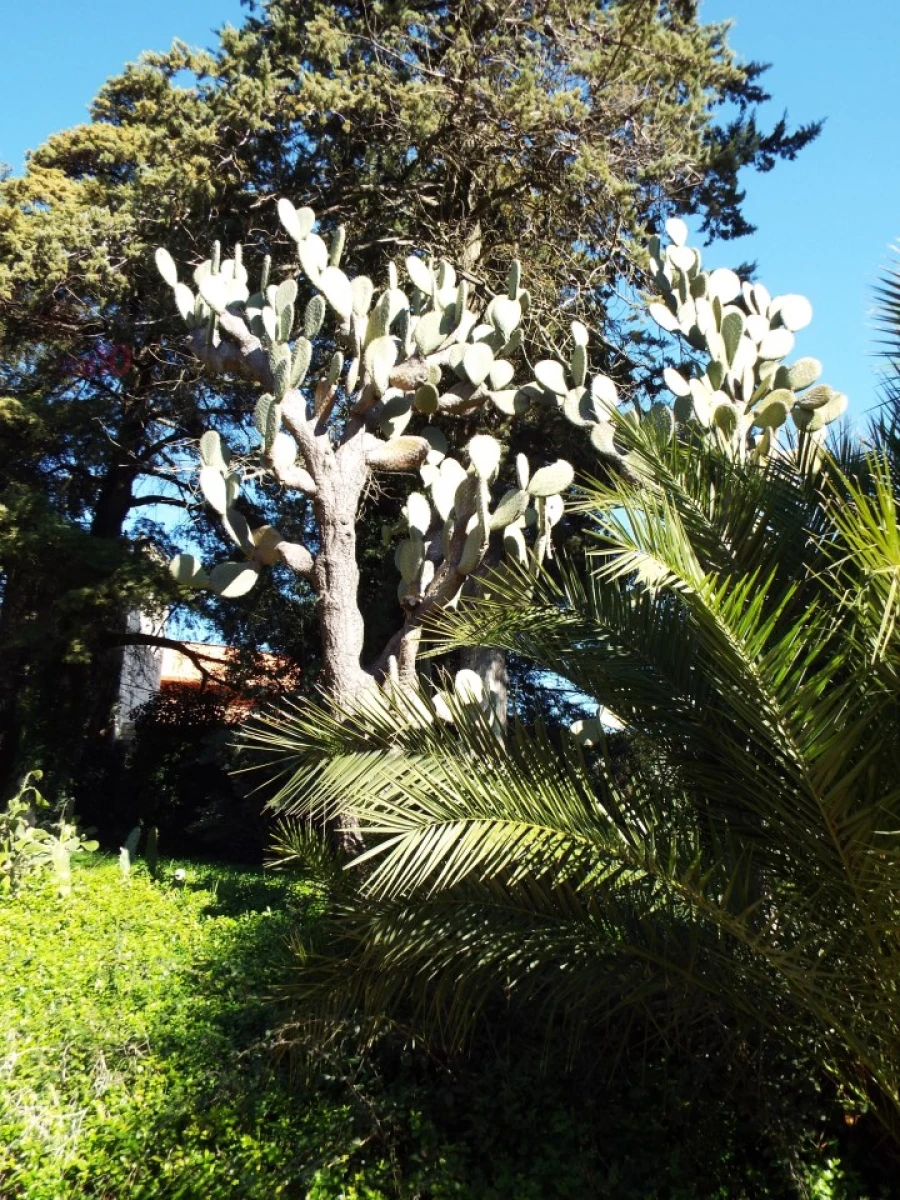 Moradia T8 para Venda em Assunção, Ajuda, Salvador e Santo Ildefonso Foto 84
