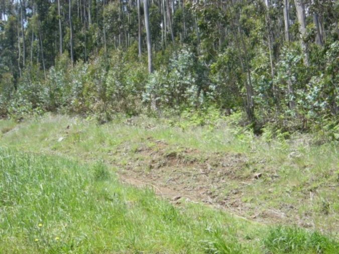 Terreno para Venda em Camacha Foto 16