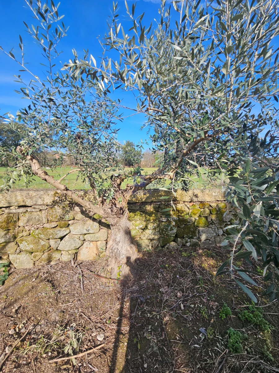 Terreno Agricola ou Rústico para Venda em Castelo Branco Foto 16