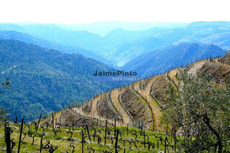 Terreno Agricola ou Rústico para Venda em Castanheiro do Norte e Ribalonga Foto 1