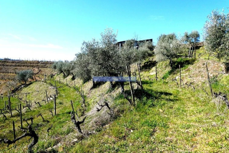 Terreno Agricola ou Rústico para Venda em Castanheiro do Norte e Ribalonga Foto 5