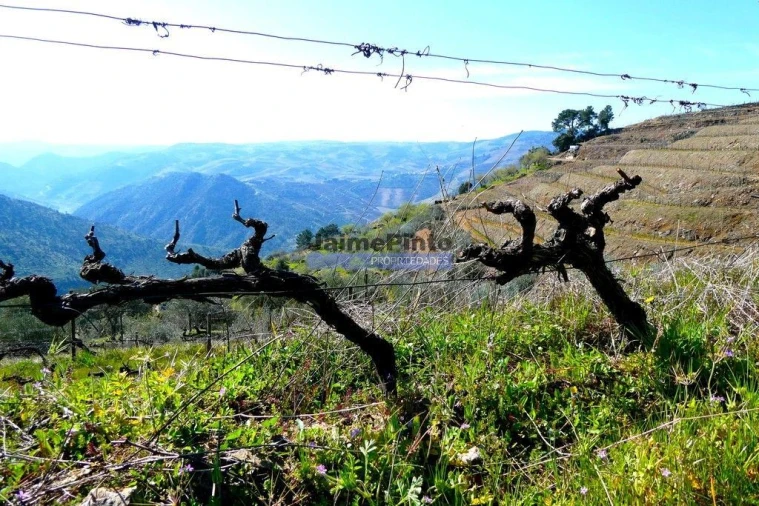 Terreno Agricola ou Rústico para Venda em Castanheiro do Norte e Ribalonga Foto 8