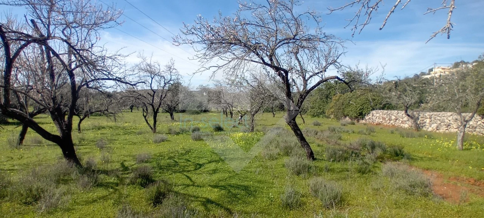 Terreno Agricola ou Rústico para Venda em Loule (São Sebastião) Foto 3
