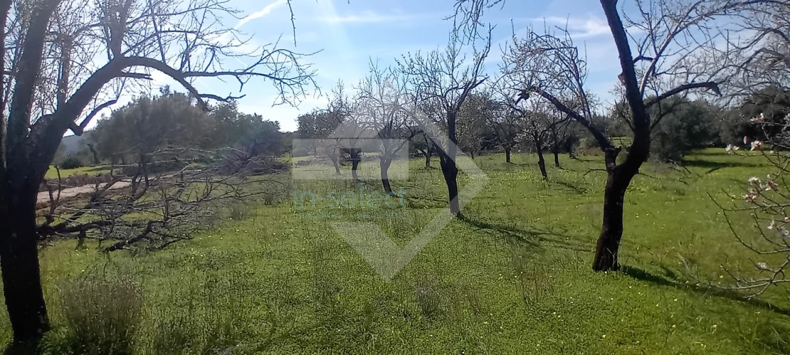 Terreno Agricola ou Rústico para Venda em Loule (São Sebastião) Foto 5