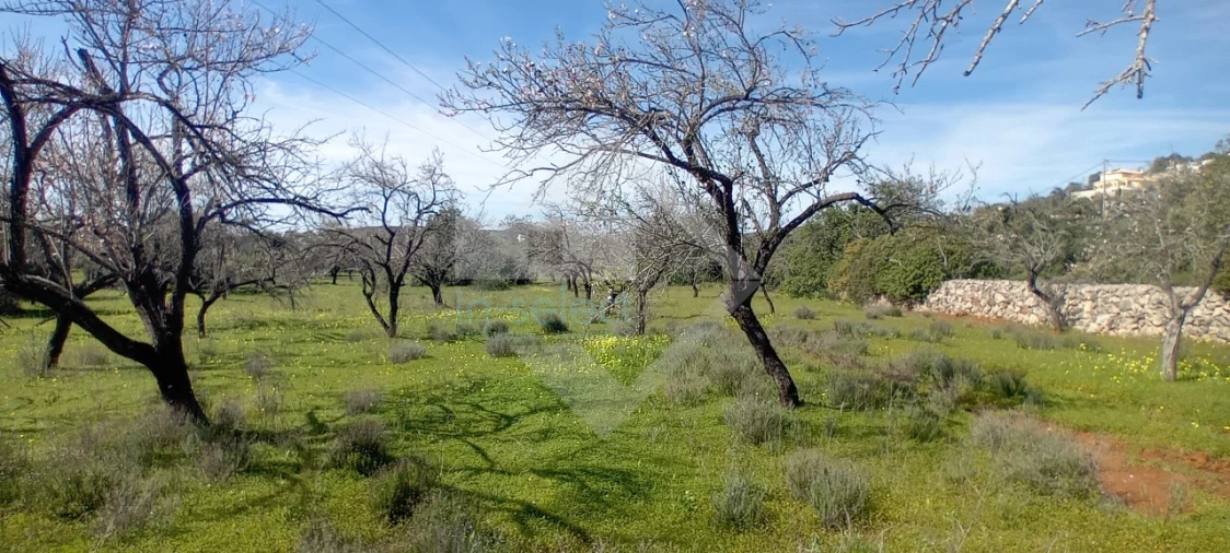 Terreno Agricola ou Rústico para Venda em Loule (São Sebastião) Foto 3
