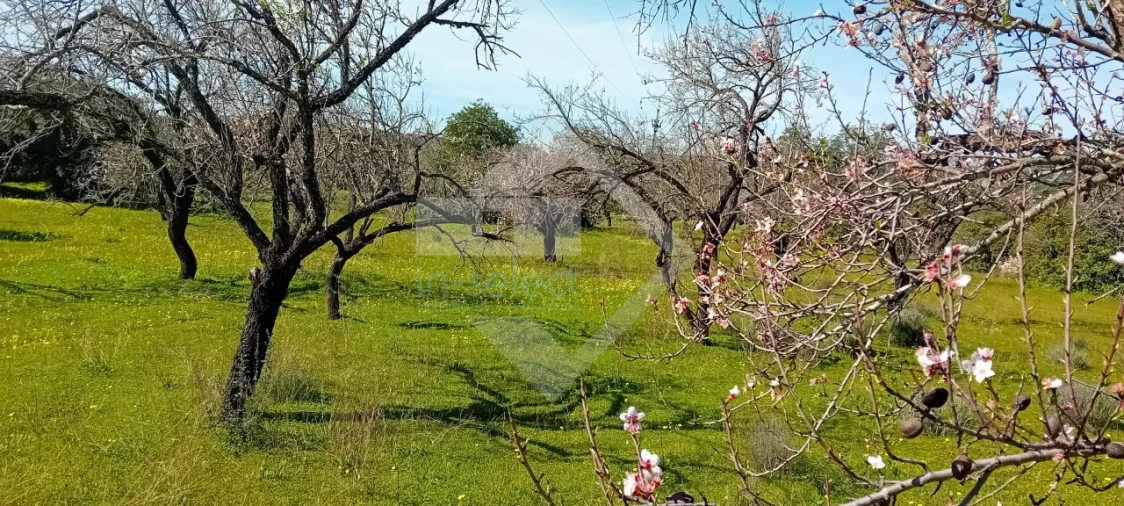 Terreno Agricola ou Rústico para Venda em Loule (São Sebastião) Foto 6
