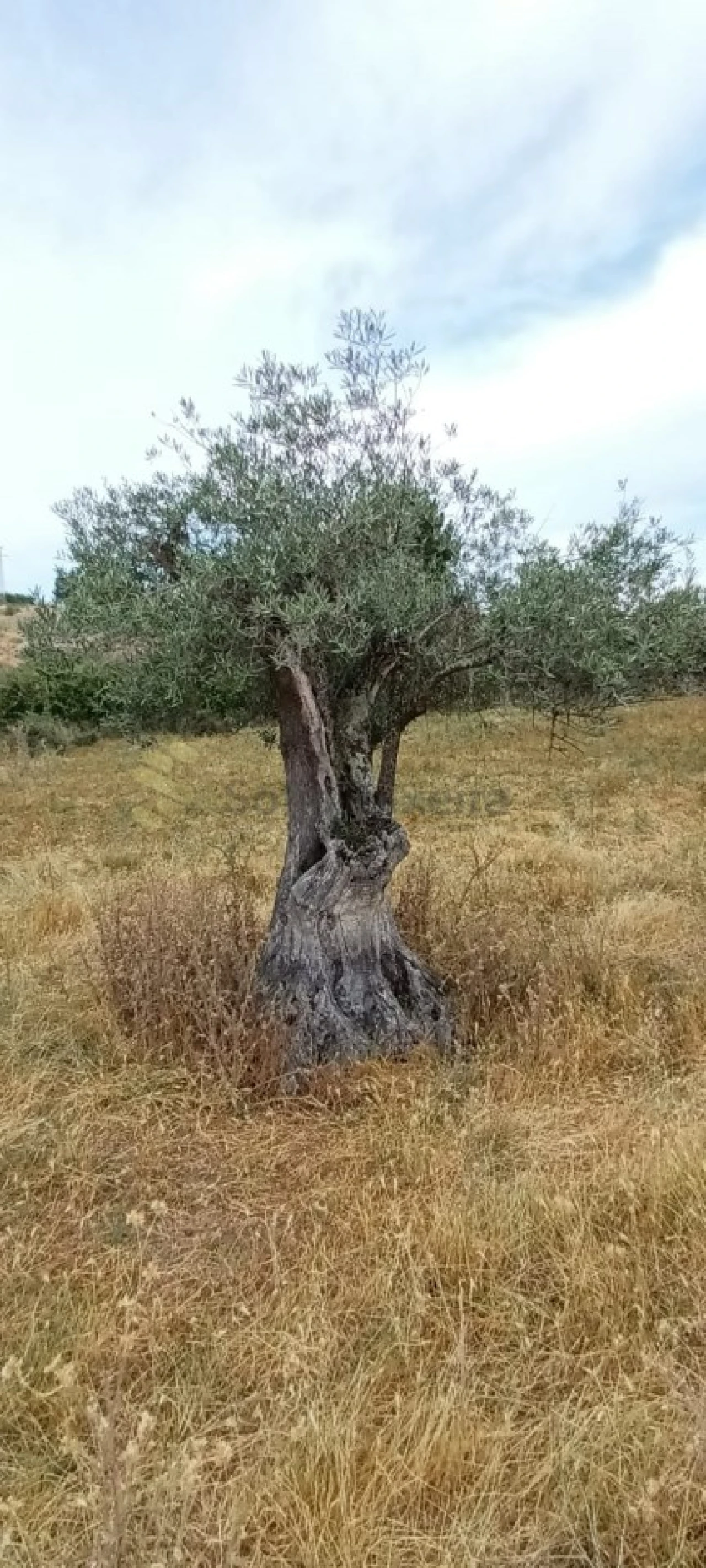 Quinta T6 para Venda em São Pedro de Agostem Foto 46