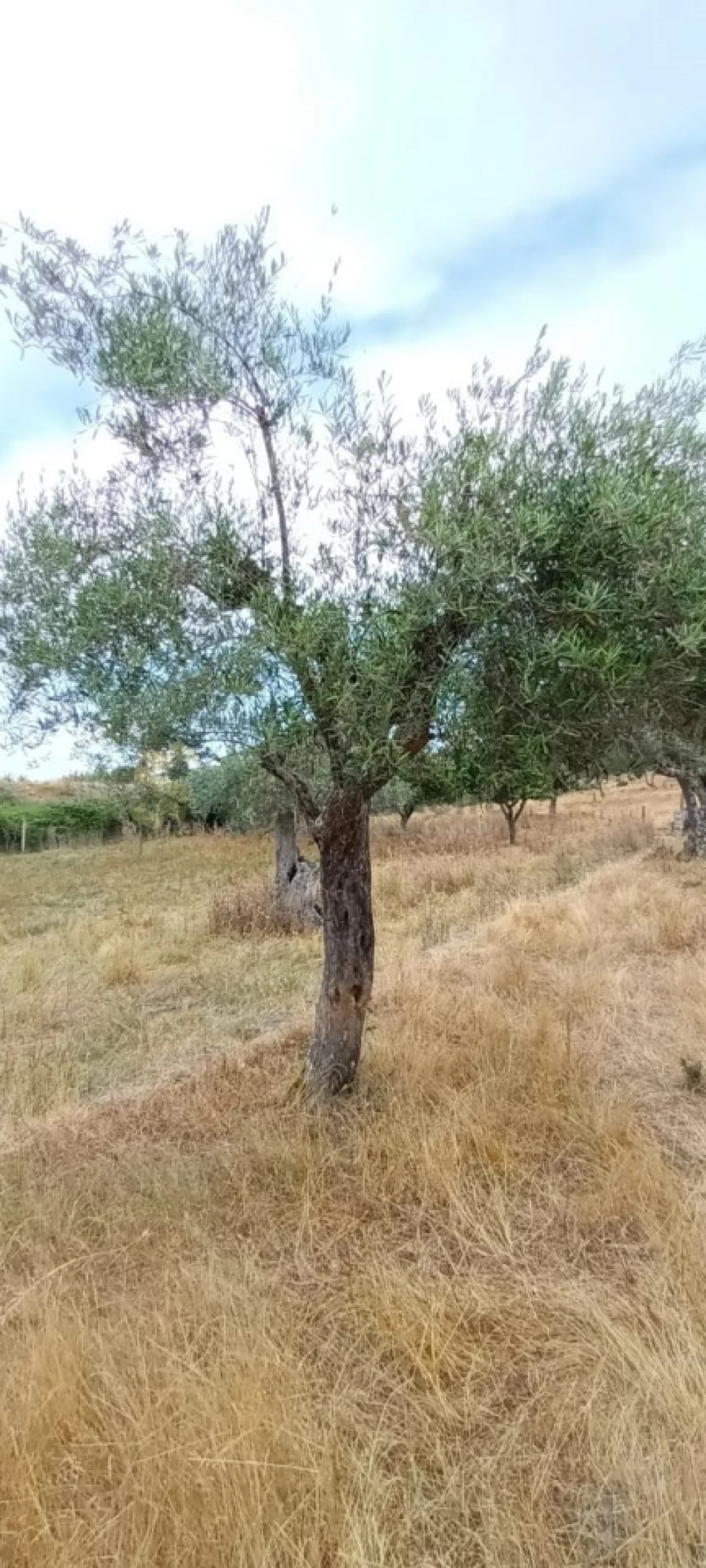 Quinta T6 para Venda em São Pedro de Agostem Foto 47