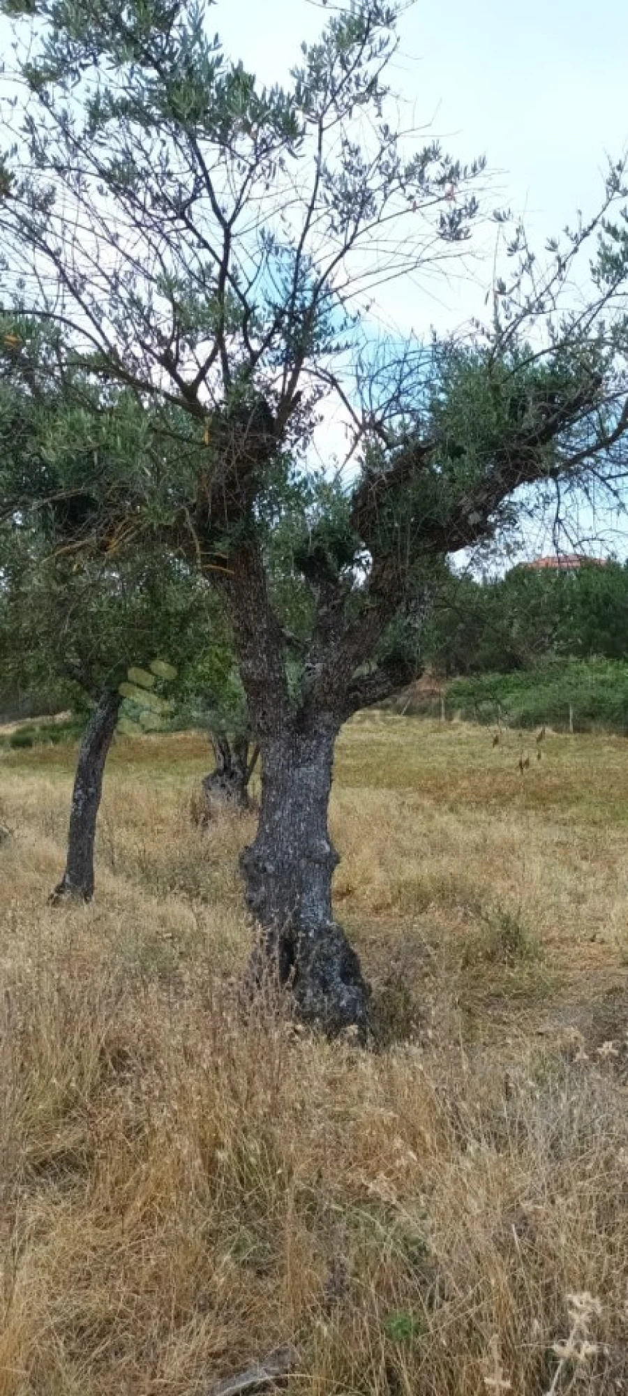 Quinta T6 para Venda em São Pedro de Agostem Foto 45