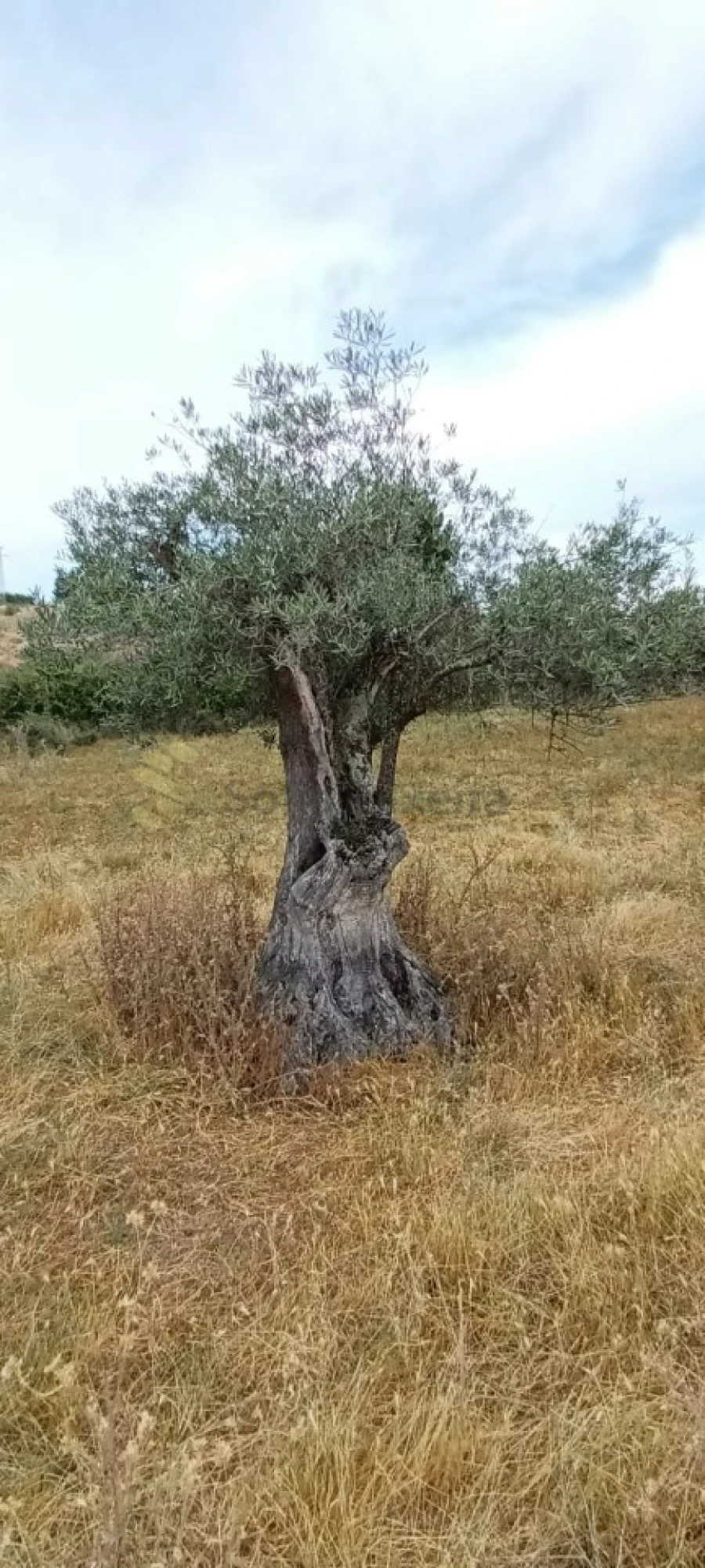 Quinta T6 para Venda em São Pedro de Agostem Foto 46