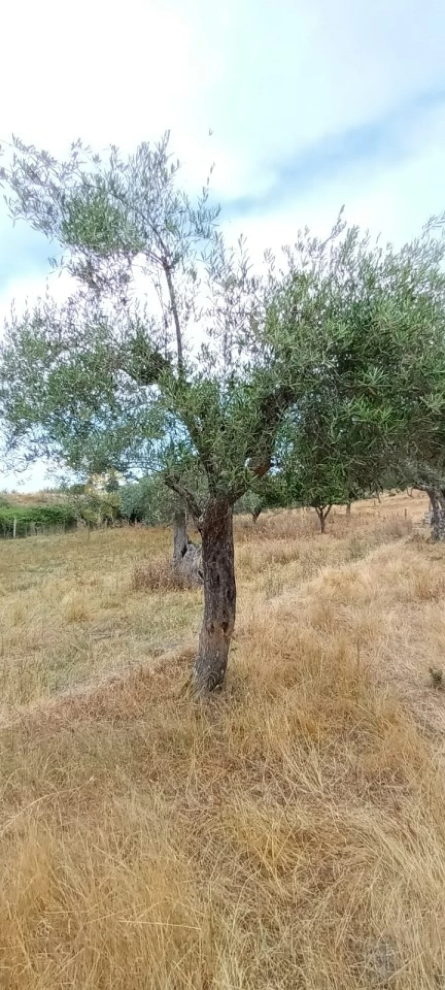 Quinta T6 para Venda em São Pedro de Agostem Foto 47