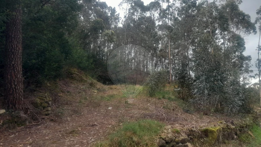 Terreno para Venda em Fermedo Foto 5